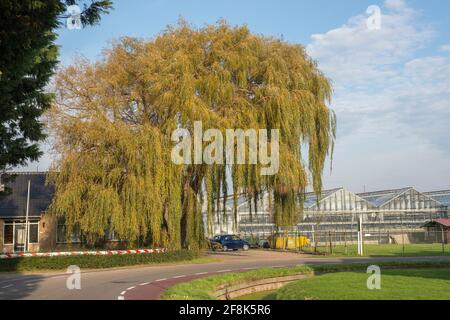 Weeping Willow (Salix babylonica) in un giardino in Het Westland, Paesi Bassi Foto Stock