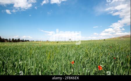 Campo di prateria pieno di rosso bel papavero anemone fiori in molla Foto Stock