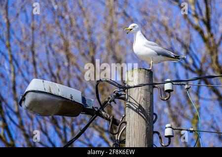 gabbiano di aringa seduto su un palo di elettricità, il concetto di fauna vivente in un ambiente urbano Foto Stock