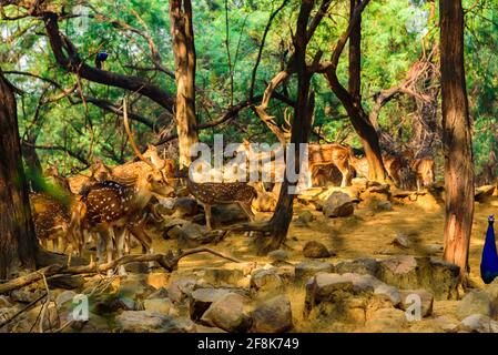 Deer Park Forest durante una mattinata autunnale a South Delhi, India Foto Stock