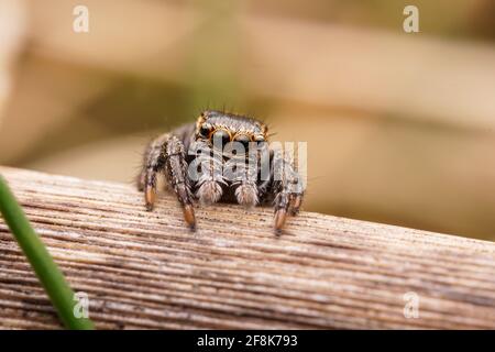 Macro di femmina Evarcha arcuata, un ragno che salta. Foto Stock