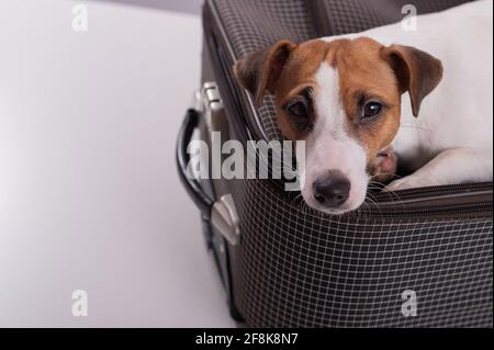 Jack russell terrier giace su una valigia su uno sfondo bianco in attesa di una vacanza. Il cane sta andando in un viaggio con i proprietari Foto Stock