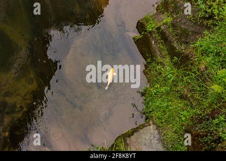 Un solo koi solitario nuotare nel fiume. Foto Stock