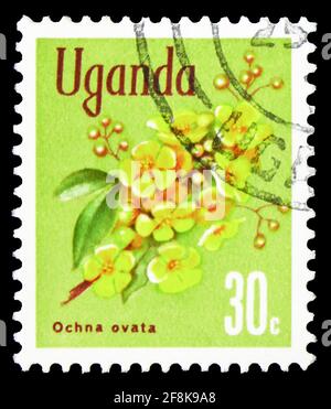 MOSCA, RUSSIA - 7 OTTOBRE 2019: Francobollo stampato in Uganda mostra Ochna (Ochna ovata), Native Flora serie, 30 cent ugandese, circa 1969 Foto Stock