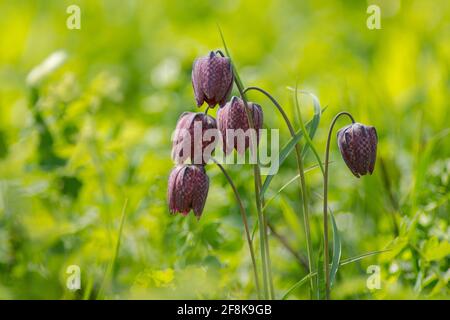 Il Fritillario della testa di serpente (Fritillaria meleagris) cinque fiori che fioriscono in un prato Foto Stock