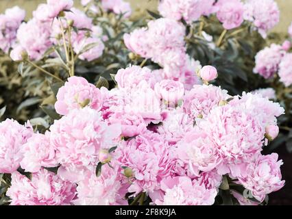 Comune Giardino Peonia (Peonia cinese) (Paeonia lactiflora), 'monsieur Jules Elie' arbusto fiorire in prima estate con fiori rosa Foto Stock