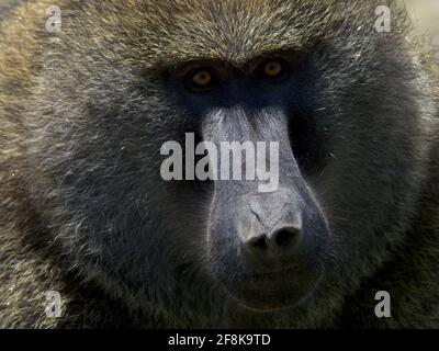 Primo piano ritratto di un olivo Baboon (Papio anubis) nel Parco Nazionale delle Montagne di Bale, Etiopia. Foto Stock