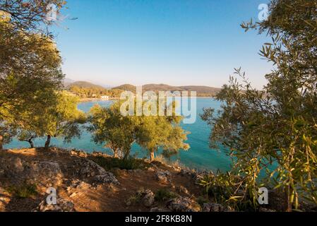 Vista su un tipico paesaggio costiero del Mar Mediterraneo A Pleoponnese in Grecia del Sud con olivi (Olea europaea) Foto Stock