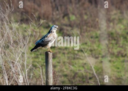 Buzzard comune (Buteo buteo) varietà bionda appollaiata su un palo di legno Foto Stock