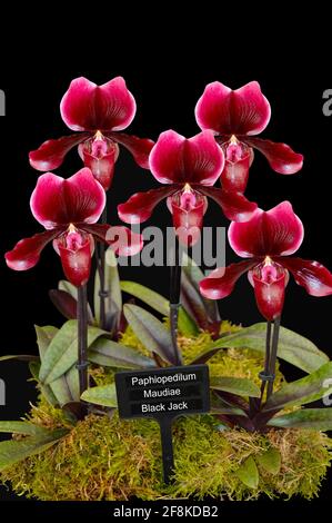 Paphiopedilum Maudiae Black Jack Orchidea fiori a volte chiamato ladyslipper o. orchidea scorrevole Foto Stock