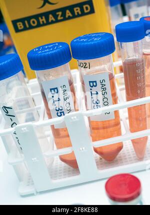 Ricerca di laboratorio nuovo ceppo di Sudafrica sars-COV-2 scientificamente conosciuto come 20H/501Y.V2 o B.1.351), quadro concettuale Foto Stock