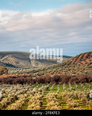 andalusia infinita oliveti in colline ondulate paesaggio Spagna meridionale industria alimentare Foto Stock