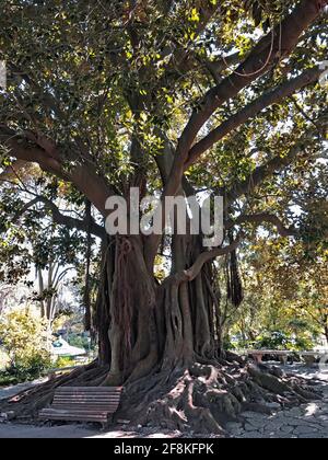 Panchina di fronte alle radici di un albero gigante. Nome albero: Moreton Bay fico, Australian banyan, Ficus macrophylla. Nome del parco: Jardim da Estrela Foto Stock