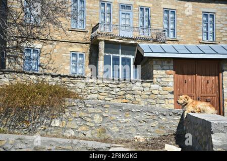 Golden Retriever fronte cane di una vecchia casa in pietra costruita nel tradizionale insediamento di Nymfao, Florina, Macedonia occidentale Grecia. Foto Stock