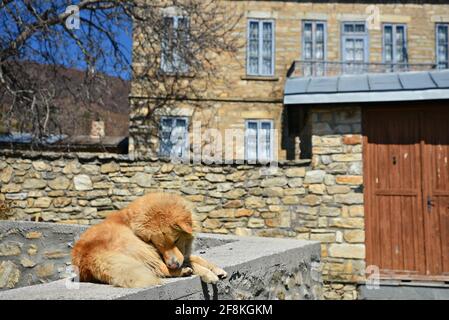 Golden Retriever fronte cane di una vecchia casa in pietra costruita nel tradizionale insediamento di Nymfao, Florina, Macedonia occidentale Grecia. Foto Stock