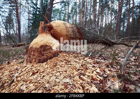 Albero caduto con segni dei denti castori. Tronco d'albero annuito da castori sulla riva del fiume nella foresta. Foto Stock