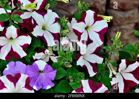 Bicolore petunia fiori in giardino primo piano. Fiori bianchi di colore viola e magenta di petunia ibrido - sfondo floreale estivo, floricult Foto Stock