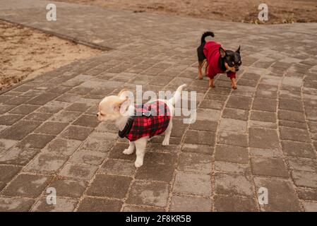 Due piccoli cani chihuahua. Animali domestici carini all'aperto. Cani Chihuahua in abiti. Foto Stock