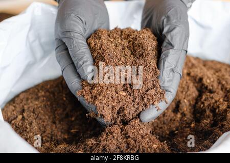 Le mani della donna nei guanti di gomma nera che preparano la terra o il terreno per piantare le piante nel vaso. Foto Stock