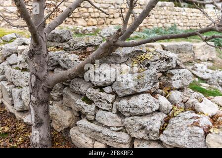 Chersonesos Taurico. Un anfiteatro in una città antica, o cosa ne rimane. Resti di una città antica. Un vecchio albero cresce nelle rovine Foto Stock