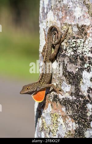 Il Brown Anole, Anolis Sagrei, conosciuto anche come il Bahaman Anole a Kauai, Hawaii. È originario di Cuba e delle Bahamas, ma è stato introdotto ampiamente Foto Stock