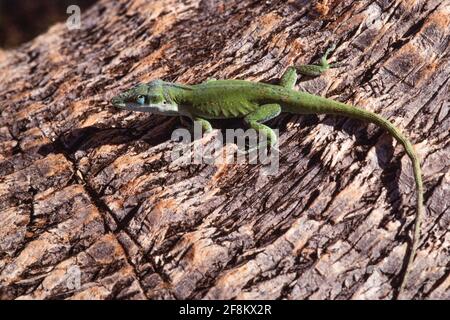 Un Anole Verde, Anolis carolinensis, sul tronco di una palma sull'isola di Guam. Foto Stock