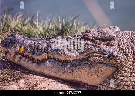 Un grande coccodrillo d'acqua salata, Crocodylus porosus, che si affaccia su un lago nel territorio del Nord, in Australia. Foto Stock