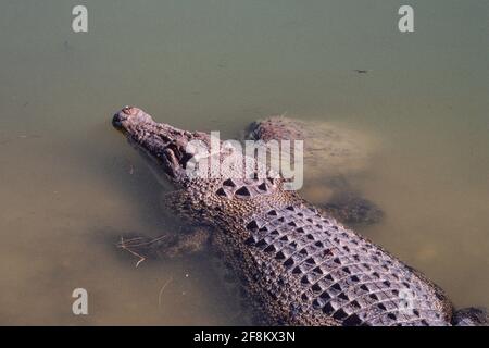 Un grande coccodrillo d'acqua salata, Crocodylus porosus, in un lago nel territorio del Nord, Australia. Foto Stock