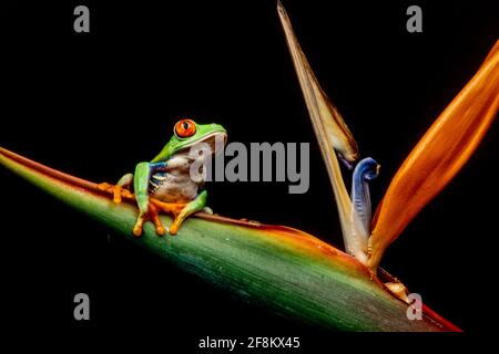 Una rana di foglie dagli occhi rossi, Agalychnis callidyas, arrampicandosi su una pianta dell'uccello del paradiso. Queste rane sono principalmente notturne, dormendo durante il giorno. Foto Stock