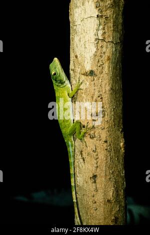 Un maschio Anole albero Verde, o Anole Verde Neoptropicale, Anolis biporcatus, su un tronco di albero a Panama. Foto Stock
