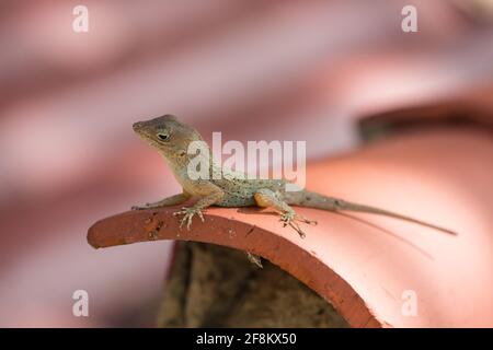 Una stout comune Anole, Audantia hispaniolae, che si basa su una piastrella di argilla nella Repubblica Dominicana Foto Stock