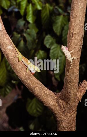 Un anolis biporcatus verde neoptropicale maschio, si affaccia contro un Lichen Anole maschio su un ramo di albero a Panama. Foto Stock