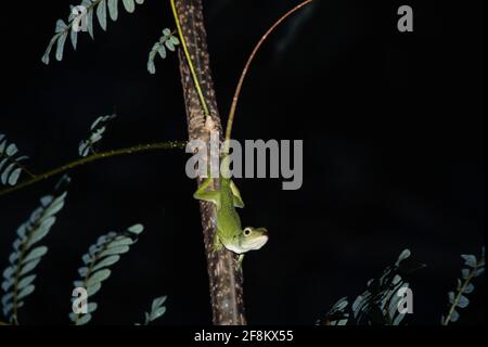 Un Anole verde, o Anole verde neoptropicale, Anolis biporcatus, su un tronco di albero a Panama. Foto Stock
