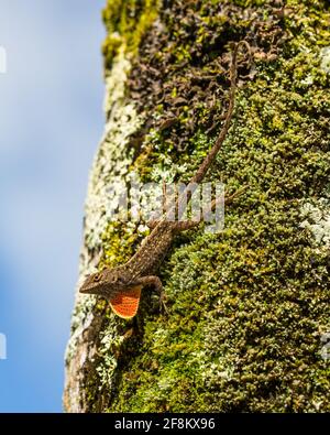 Un maschio Anole marrone, Anolis Sagrei, conosciuto anche come l'Anole Bahaman, che estende il suo giro di rugiada in una mostra territoriale a Kauai, Hawaii. È nativo di C. Foto Stock