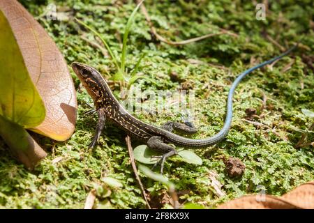 Un giovane Whiptail dell'America Centrale, Holcosus festivus, nella stazione di ricerca di la Selva in Costa Rica. Foto Stock