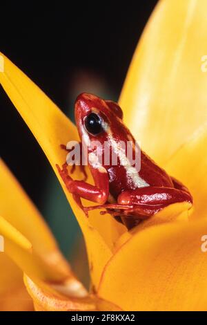 La rana di veleno di Phantasmal, Epipedobates tricolore, si trova solo in Ecuador ed è in pericolo. Foto Stock
