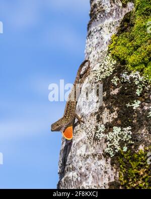 Un maschio Anole marrone, Anolis Sagrei, conosciuto anche come l'Anole Bahaman, che estende il suo giro di rugiada in una mostra territoriale a Kauai, Hawaii. È nativo di C. Foto Stock