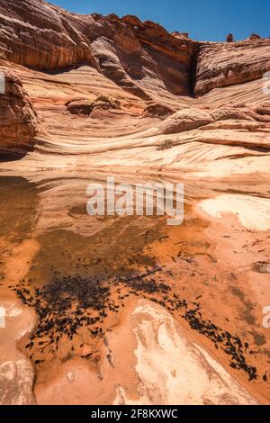 Centinaia di tadpoli del Toad dal punto di vista rosso, Anaxyrus punctatus, in una piscina effimera sulla roccia di pietra a Nord Coyote Buttes, vicino all'onda. Paria Foto Stock