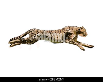 Ghepardo da una spruzzata di acquerello, disegno colorato, realistico. Illustrazione vettoriale delle vernici Illustrazione Vettoriale