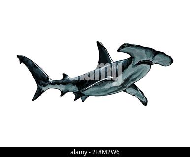 Squalo a testa di martello da una spruzzata di acquerello, disegno colorato, realistico. Illustrazione vettoriale delle vernici Illustrazione Vettoriale