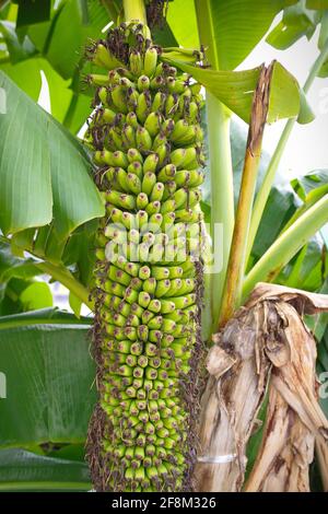 Banane multi-mazzo appese su tronco di albero Foto Stock