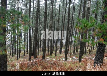 Trunks ad albero silhouette in una foresta di pini Foto Stock