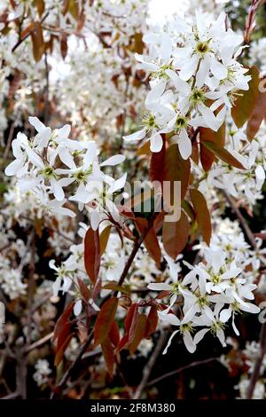 Amelanchier lamarckii Serviceberry o juneberry – fiori bianchi a forma di stella e foglie di bronzo, aprile, Inghilterra, Regno Unito Foto Stock