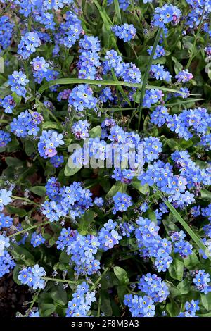 Myosotis sylvatica Blue Wood Forget-me-nots - fiori blu a forma di stella con centri gialli e bianchi, marzo, Inghilterra, Regno Unito Foto Stock