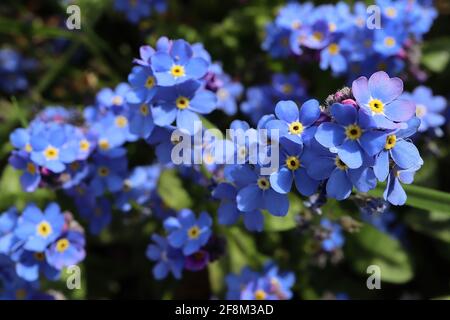 Myosotis sylvatica Blue Wood Forget-me-nots - fiori blu a forma di stella con centri gialli e bianchi, marzo, Inghilterra, Regno Unito Foto Stock