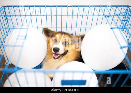 1 anno Tricolor Corgi cane in una gabbia blu con palloncini bianchi all'interno Foto Stock