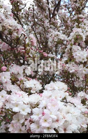 Prunus ‘Ichiyo’ Ichiyo Cherry Blossom – grappoli di conchiglie rosa fiori doppi, aprile, Inghilterra, Regno Unito Foto Stock