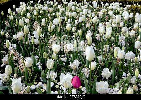 Tulipa / Tulipano ‘Luna di miele’ fringed 7 Tulipa / Tulipa Clearwater singolo fine 5 aprile, Inghilterra, Regno Unito Foto Stock