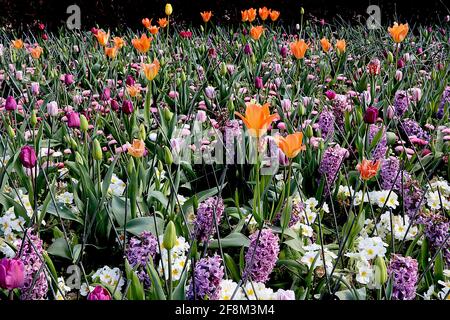 Tulipa / Tulipano ‘Orange Emperor’ Tulipa / Tulipano ‘Purple Prince’ aprile, Inghilterra, Regno Unito Foto Stock