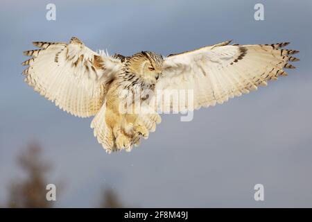 Eastern Siberian Eagle Owl, Bubo bubo sibiricus, atterrando su roccia con neve. Scena selvaggia invernale. Foto Stock